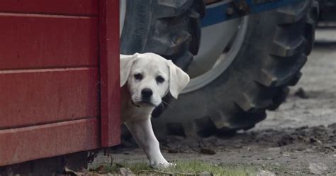 Budweiser’s best Super Bowl commercials of all time