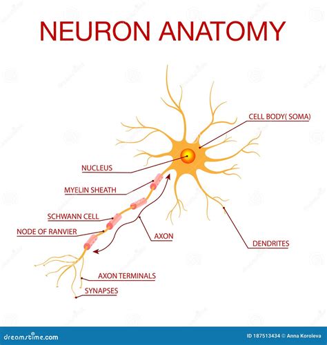 Neuron Anatomy Diagram | Porn Sex Picture