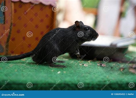 A Little Mouse that Does Not Run Away Stock Photo - Image of looking ...