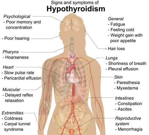 Thyroid Hormone Levels and Your Genes – Genetic Lifehacks