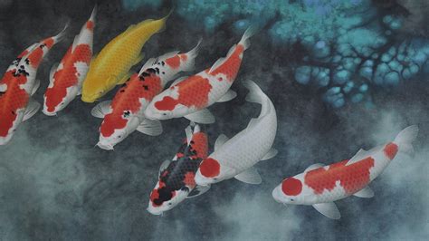 HD Koi Fish Wallpaper (54+ images)