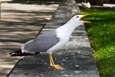 Funny seagull stock image. Image of seagull, funny, crossing - 25903549