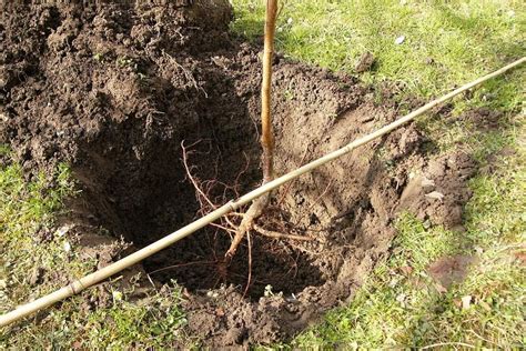 How to plant a fruit tree in six easy steps | Gardeningtheme.com