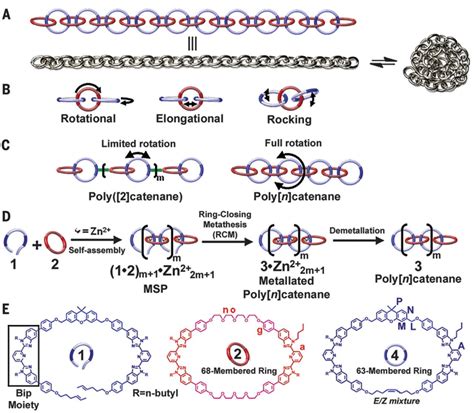 Poly[n]catenanes: Synthesis of molecular interlocked chains | Science