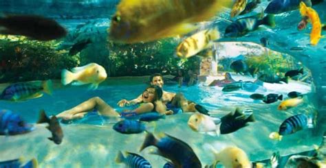 Orlando: Aquatica Water Park Admission Ticket | GetYourGuide