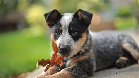 The Amazing Australian Cattledog - YouTube