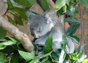 Koala Names: The 120 Most Famous Names for Koala Bears