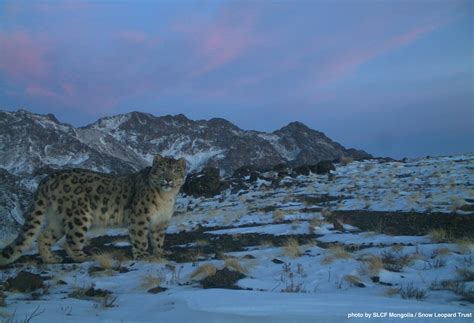 Through Golden Eyes: Amazing Wild Snow Leopard Photos