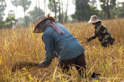 rice-harvest-workers-cambodia | Angkor Photography Tours Siem Reap