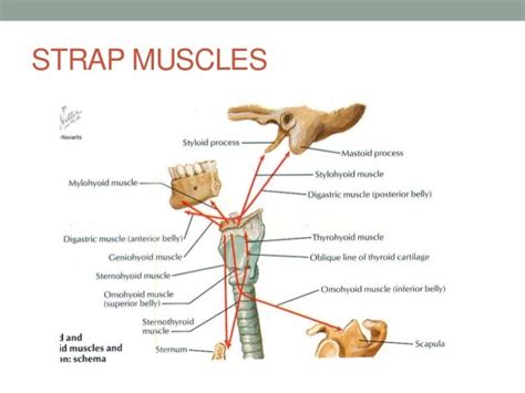 Head and neck anatomy