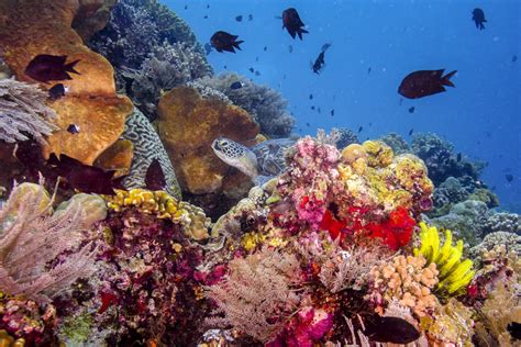 Coral Reefs: Nature’s Underwater Cities | Coral Reefs | Aquarium of the Pacific