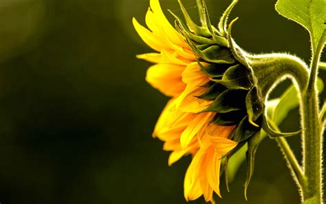 Sunflower Wallpapers - Wallpaper Cave