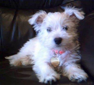 Westie Mix Breeds