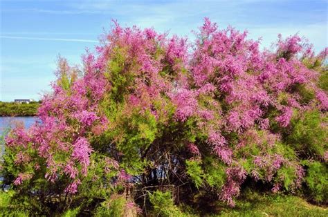 Tamarisk: Invasive Types of Shrubs and Trees | LoveToKnow