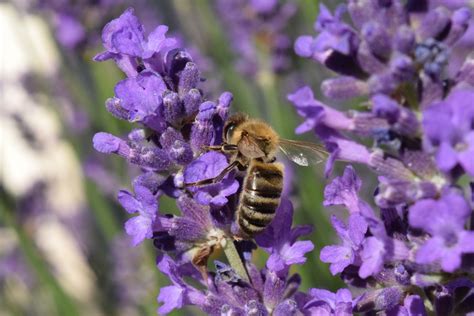1366x768 wallpaper | honey bee on purple petaled flower | Peakpx