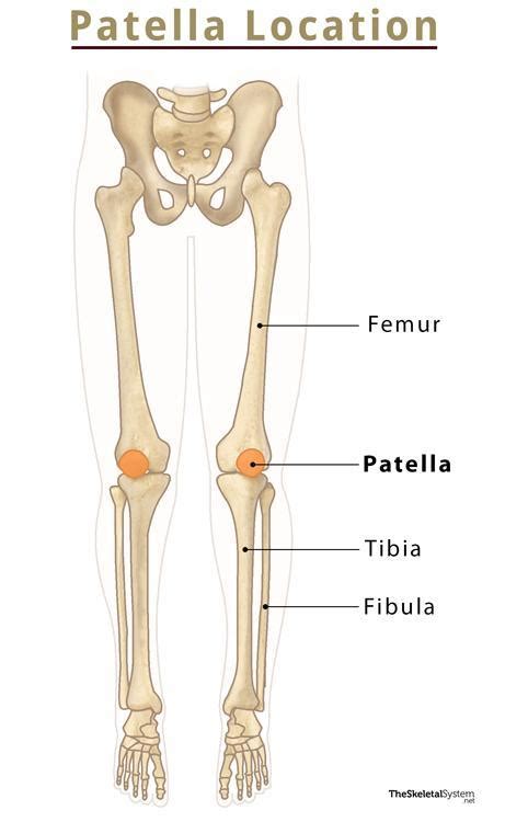 Patella (Kneecap): Definition, Location, Anatomy, & Diagram