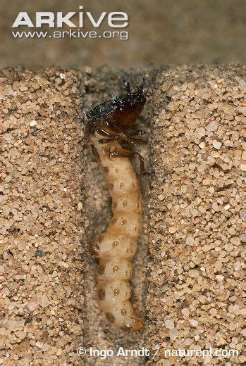 All Tiger Beetle larva live in burrows they dig, like this one ...