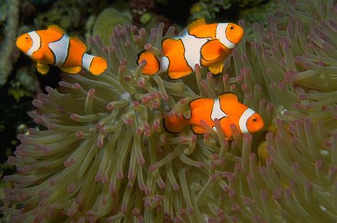 Three Clownfish in Anemone 1 Free Photo Download | FreeImages