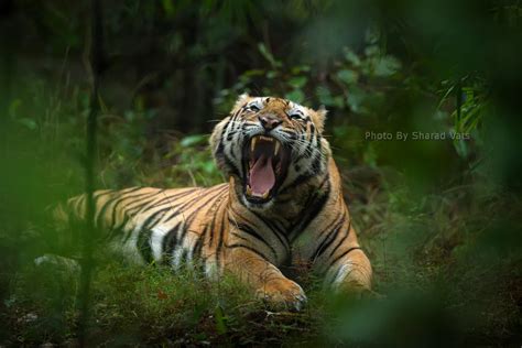 Understanding Bengal Tiger: How Tigers Communicate in jungle