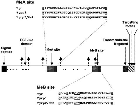 Schematic representation of tyrosinase structure, highlighting the... | Download Scientific Diagram