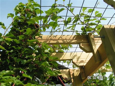 Image result for kiwi trellis | Garden vines, Trellis images, Grape vine trellis