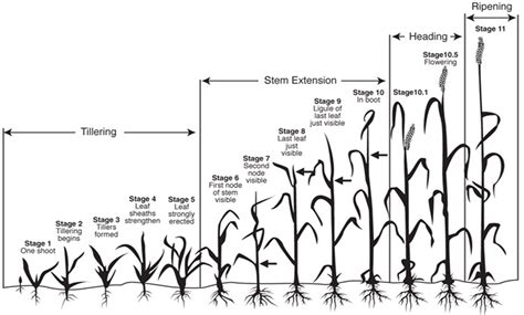 Small Grain Growth Stages and Harvest - King's AgriSeeds