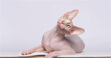 Sphynx Cat Escapes the Vet's Office Like a Legit Harry Houdini - PetHelpful