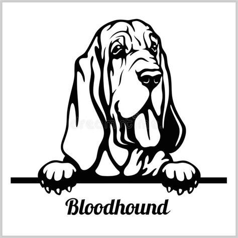 Bloodhound - Peeking Dogs - breed face head isolated on white. Vector ...