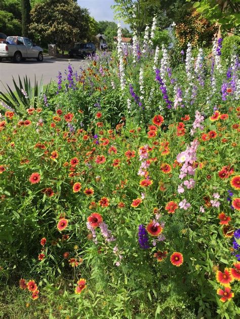 My wildflower meadow in my front yard., #front #meadow #Wildflower # ...