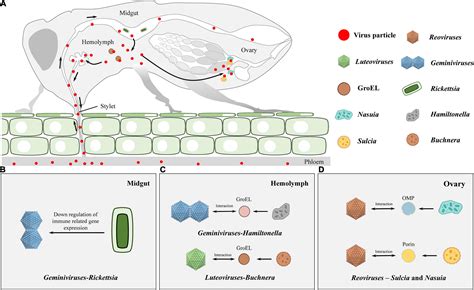 Frontiers | Roles of Bacterial Symbionts in Transmission of Plant Virus by Hemipteran Vectors