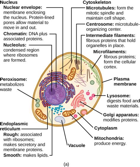 Cell Membrane Function In Plant And Animal Cells