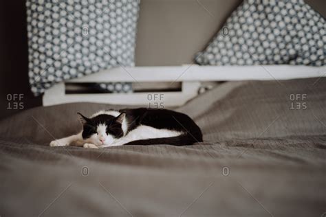 Black And White Cat Sleeping