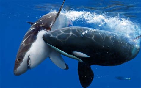 Orca Whales Wallpaper