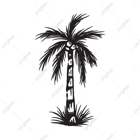 Ilustración Del árbol De Coco PNG , Coco, árbol, Ilustración PNG y ...