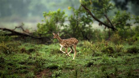 Dudhwa National Park | Safaris and tours – Dudhwa National Park and Terai – Know more about ...