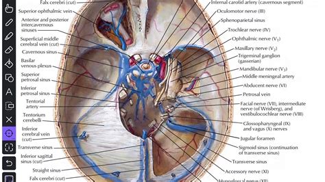 Cavernous Sinus Sagittal