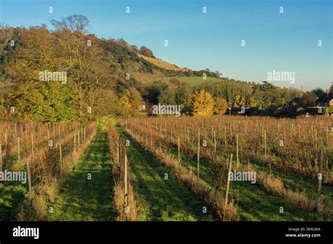 Dorking vineyard and Box hill Stock Photo - Alamy