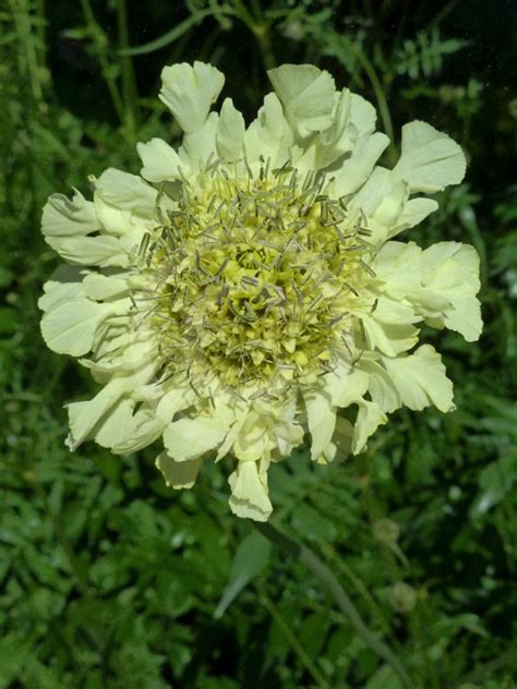 Cephalaria gigantea | Yellow Scabious, Giant Scabious, Tatarian Cephalaria information & photos