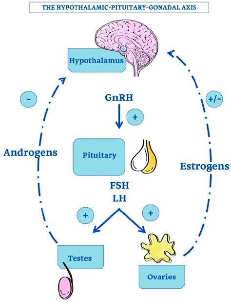 Hypothalamic Pituitary Endocrine Axis