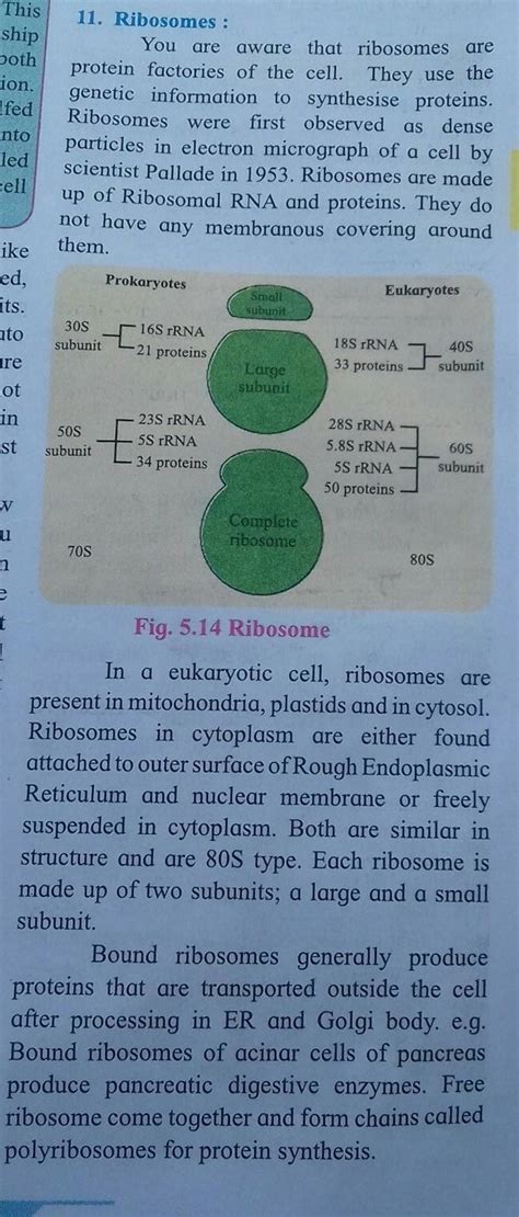 11. Ribosomes : You are aware that ribosomes are protein factories of the..