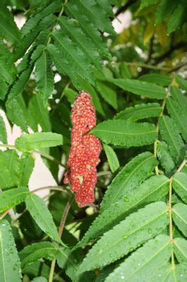 Get Poison Sumac Removed - Parkersburg - TJs Poison Sumac Removal