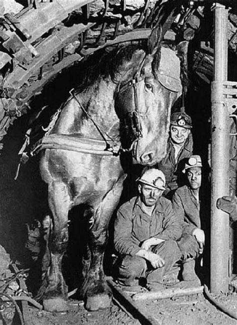 Mining horse, posing with coworkers - 1910 : r/OldSchoolCool