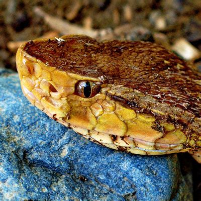 Bothrops Asper - Learn About Nature