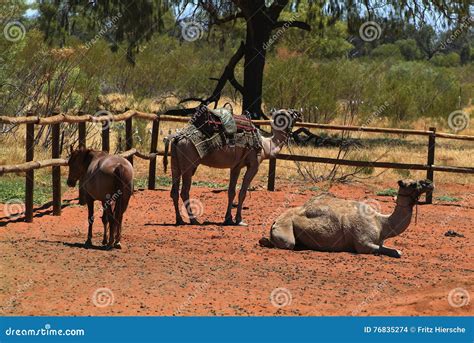 Australia, camel farm stock photo. Image of animal, camel - 76835274