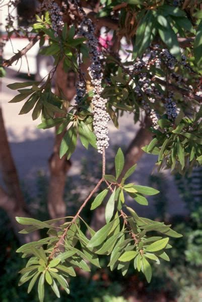 Myrica cerifera / myrica_cerifera_fruit.jpg