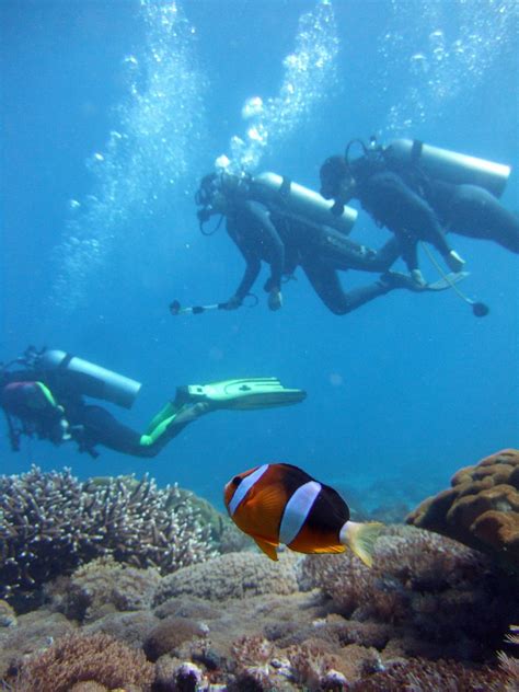 Images Gratuites : mer, océan, des loisirs, sous-marin, la biologie, récif de corail, poisson ...