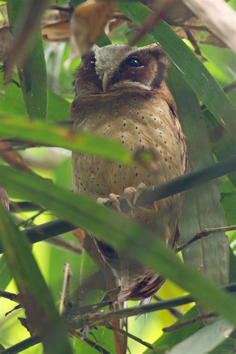 White-fronted scops owl (Otus sagittatus)