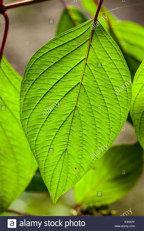 leaf simple green pinnate venation central vein midrib Stock Photo: 156757747 - Alamy