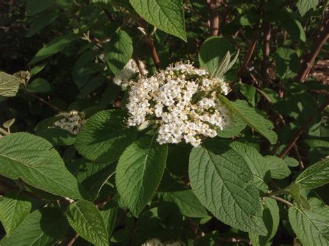 Viburnum lantana (Wayfaringtree Viburnum) | North Carolina Extension ...