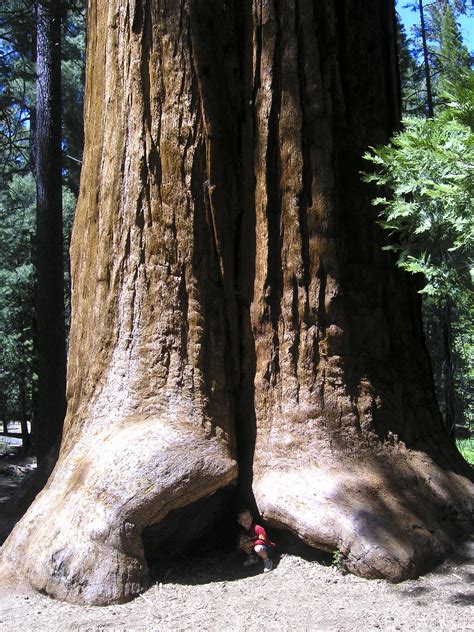 File:Giant sequoia-national-monument-jason-hickey.jpg - Wikipedia